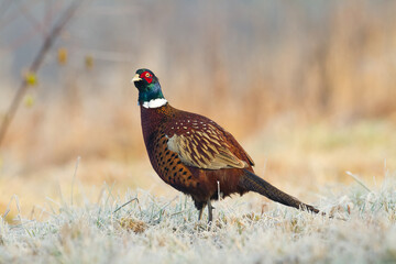 Bird - Common pheasant Phasianus colchius Ring-necked pheasant in natural habitat wildlife Poland Europe
