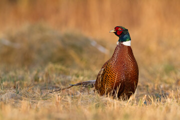 Bird - Common pheasant Phasianus colchius Ring-necked pheasant in natural habitat wildlife Poland Europe