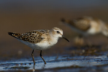 Bird Calidris minuta Little Stint small migratory bird, Poland Europe