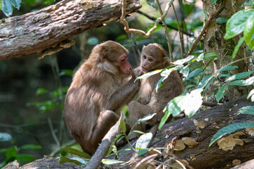 Monkey mother with baby in the forest. Animal in nature.