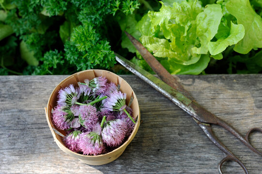 Old scissors and bowl of chive flowers