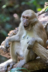 Monkey sitting on a tree in the rainforest of Sri Lanka