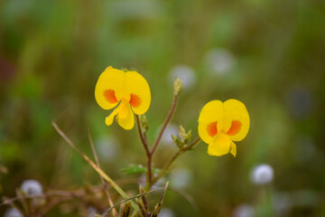 Obraz premium yellow flowers at Kaas Plateau, Maharashtra