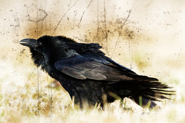 beautiful raven Corvus corax sitting on the branch North Poland Europe, old vintage filters - halloween	