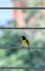 Purple rumped sunbird on a window