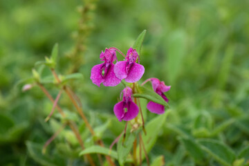 Fototapeta premium Seasonal Purple Impatiens at Kaas Plateau, Maharashtra
