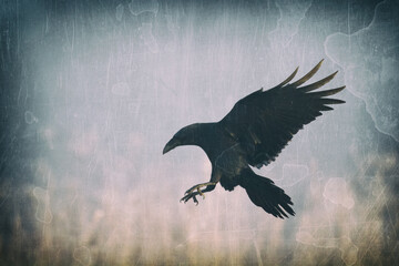 beautiful raven Corvus corax sitting on the branch North Poland Europe, old vintage filters -...