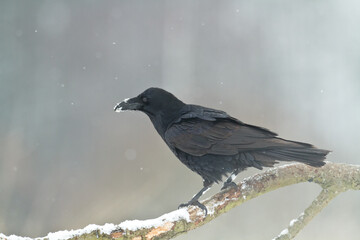 Bird beautiful raven Corvus corax North Poland Europe