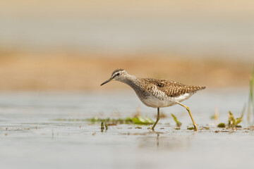 Shorebirds - Wood Sandpiper Tringa glareola, wildlife Poland Europe