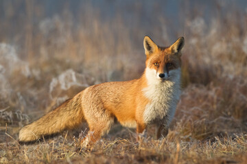 Fox Vulpes vulpes in natural scenery, Poland Europe, animal walking among meadow