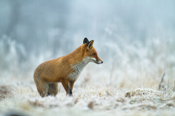 Fox Vulpes vulpes in natural scenery, Poland Europe, animal walking among meadow