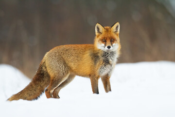 Fox Vulpes vulpes in natural scenery, Poland Europe, animal walking among meadow