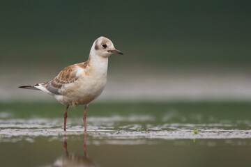 Bird black-headed gull Chroicocephalus ridibundus spring time Poland, Europe