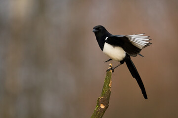 The Eurasian Magpie or Common Magpie or Pica pica on the branch with colorful background