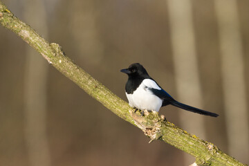 The Eurasian Magpie or Common Magpie or Pica pica on the branch with colorful background
