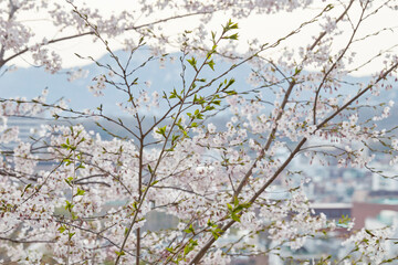 Spring Cherry Blossoms background Sakura