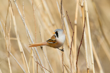 Bird Bearded Reedling Panurus biarmicus Poland Europe, a bird living in reeds on the edges of...