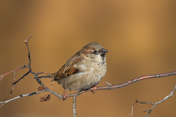 Bird - House sparrow Passer domesticus sitting on the branch