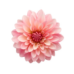 Dahlia flower isolated on transparent background