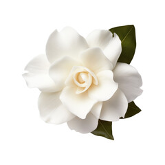 Gardenia flower isolated on transparent background