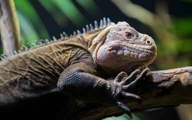 Detail of the Lesser Antillean iguana