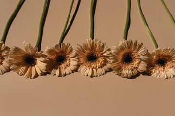 Pastel peachy gerbera flowers with aesthetic sunlight shadows on tan beige background. Minimal...