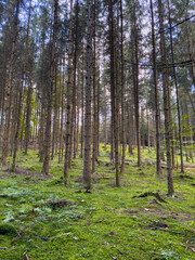 A view through the forest trees with a moss ground and the sun rays peak through the trees