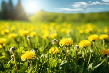 Green field with yellow dandelions. Closeup of yellow spring flowers on the ground. generative ai.