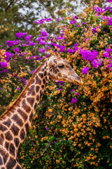 Nubian Giraffe Portrait