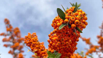 Orange Firethorn Sapling Attracts Attention with Its Large Orange Fruits in Autumn and Winter