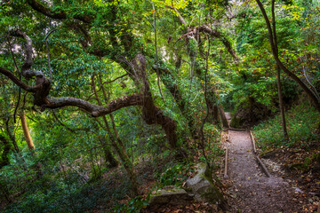 Old Forest With Hiking Trail In Sintra, Portugal