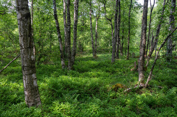 Fototapeta na wymiar Birch in a green forest in the sun light