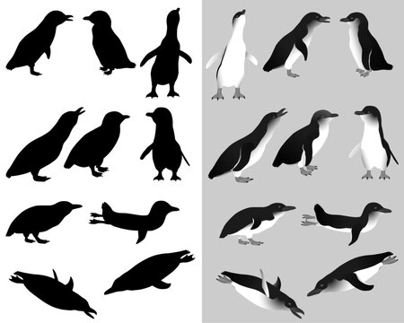 Collection of little penguins or blue penguins birds in black-white image and silhouette