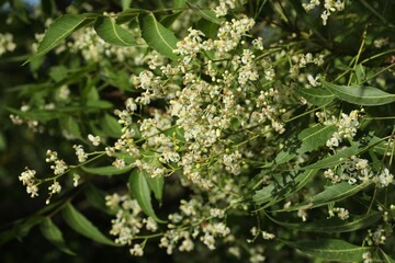 Neem flowers. Beautiful fresh white small blooming flowers in morning sunlight. Group of white flowers with green leaves on tree.