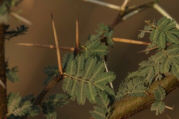 Mimosa tree branch closeup. Leaf closeup.