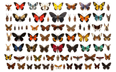 Preserved Wonders Entomological Specimens Exhibition Isolated on Transparent Background PNG