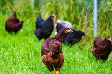 Group of chickens standing in a grassy area