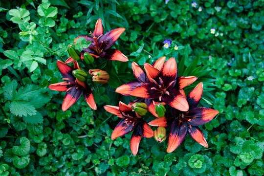 Vibrant view with an array of orange and brown Lily lanceolate flowers among lush green foliage
