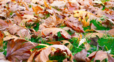 Dry autumn leaves falling in a forest with selective focus.
