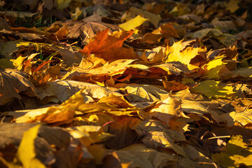 Dry autumn leaves falling in a forest with selective focus.