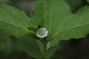 False daisy. Eclipta prostrata. Bhringraj. Yerba de tago. Small white blooming flower in garden.