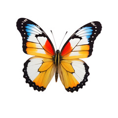 Exquisite  butterfly captured in high detail, perfect for educational use, nature-inspired graphic designs, and digital overlays with its transparent background