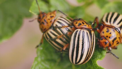 Colorado beetles busy with species survival, close-up - Powered by Adobe