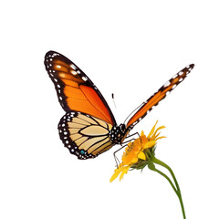 Exquisite  butterfly captured in high detail, perfect for educational use, nature-inspired graphic designs, and digital overlays with its transparent background