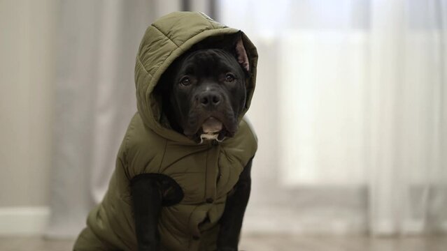 american bully dog sits in a jacket on the floor at home and waits to go outside.