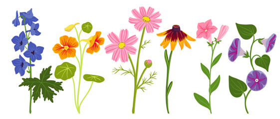 set of garden plants, vector drawing flowers at white background, larkspur, nasturtium, cosmos, coneflower, petunia and morning glory, hand drawn botanical illustration - obrazy, fototapety, plakaty