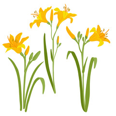 yellow daylily, vector drawing flowers at white background, hand drawn botanical illustration