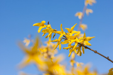 Forsythia bush flowers. Close-up. Small depth of field