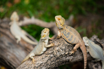 bearded dragon on ground with blur background