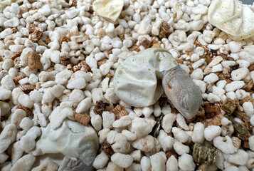 baby bearded dragon on ground with blur background